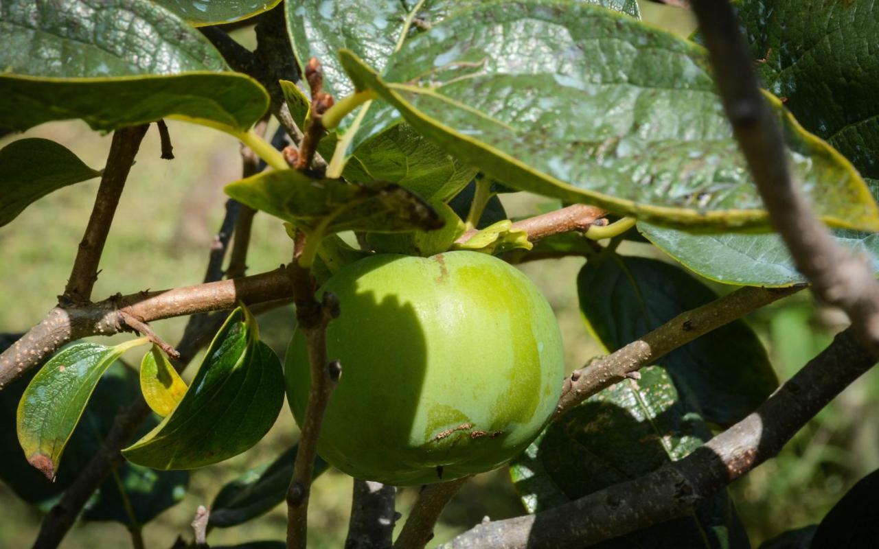 הוילה סנטה קרוז דה גרסיוזה Quinta Dos Frutos מראה חיצוני תמונה