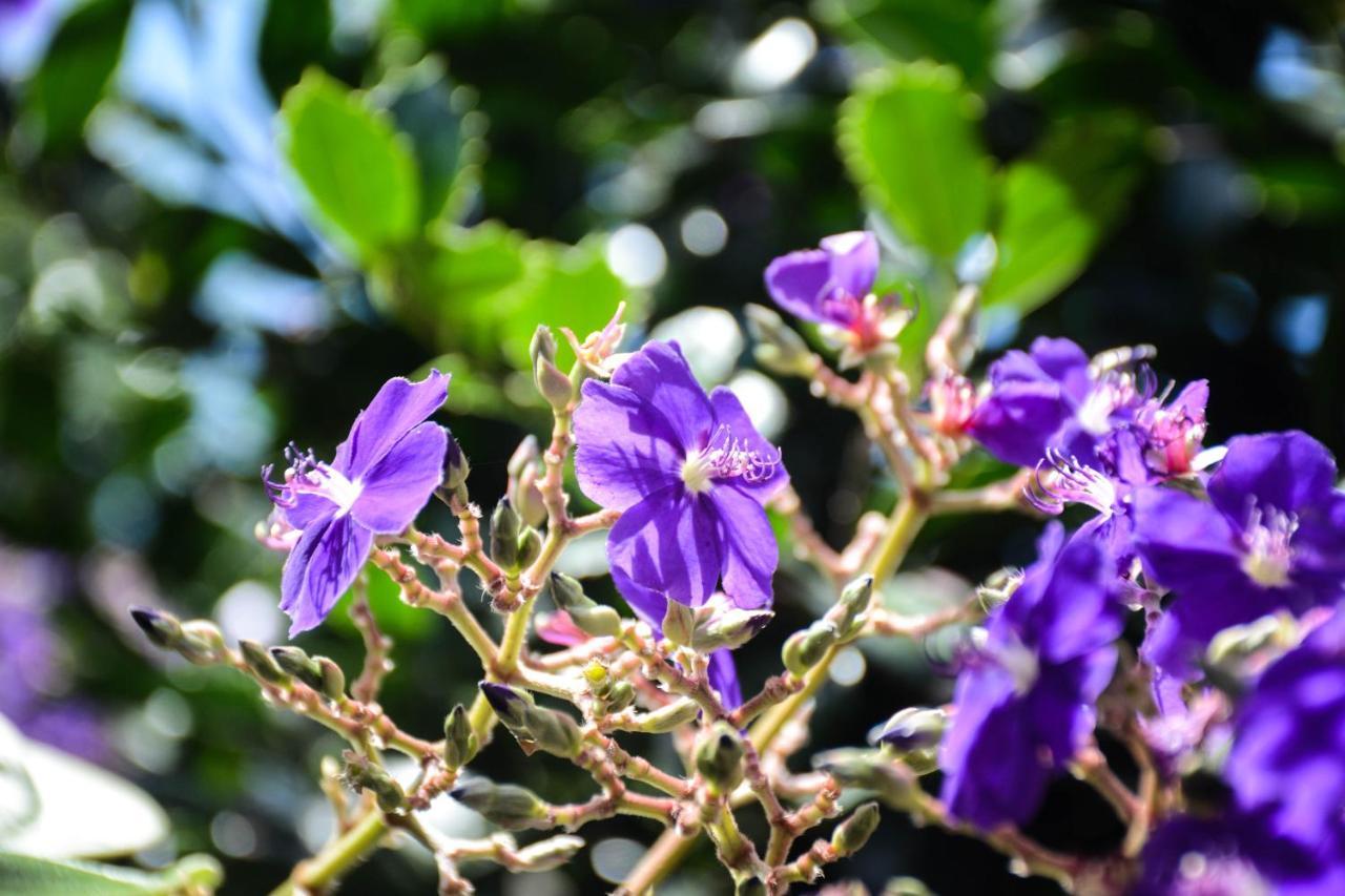הוילה סנטה קרוז דה גרסיוזה Quinta Dos Frutos מראה חיצוני תמונה