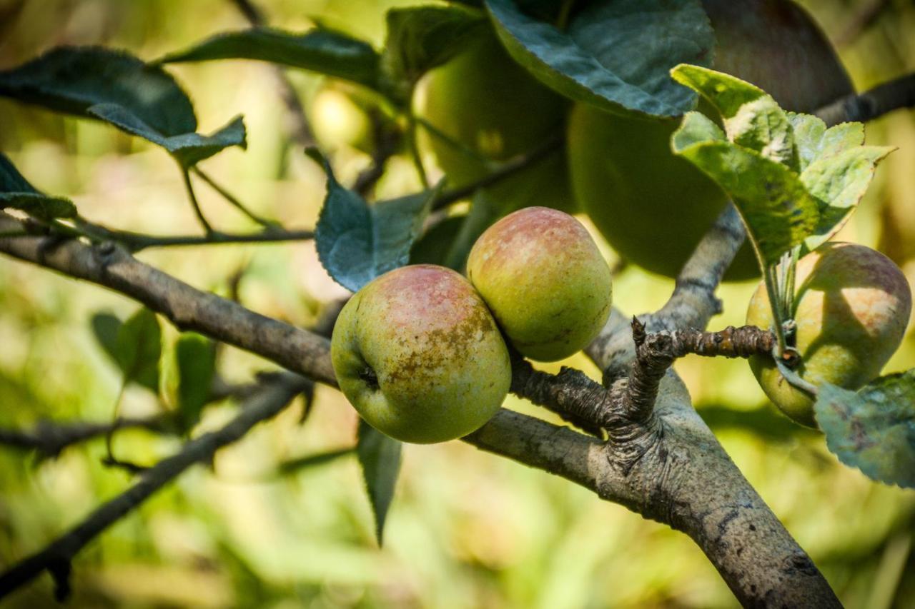 הוילה סנטה קרוז דה גרסיוזה Quinta Dos Frutos מראה חיצוני תמונה